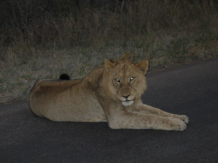 2003 Africa - Lion - Kruger - Crocadile Bridge 272